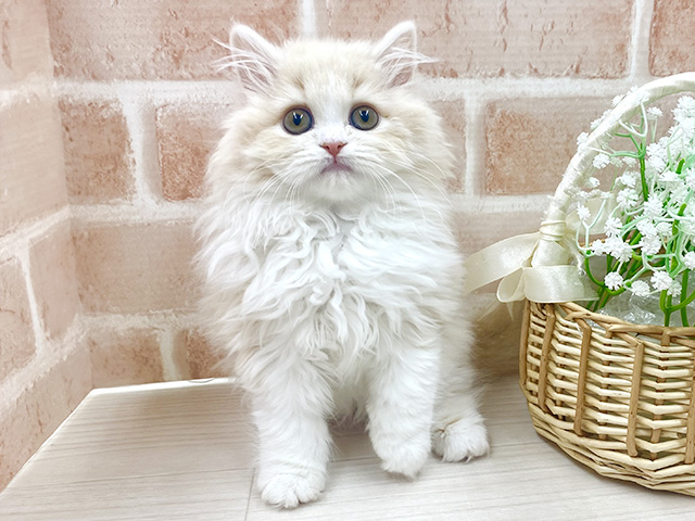 埼玉県のミヌエット (ペッツファースト川越店/2025年12月5日生まれ/女の子/クリームタビーホワイト)の子猫の1枚目の画像