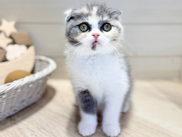 群馬県のスコティッシュフォールド (ペッツファースト高崎店/2025年12月8日生まれ/女の子/ダイリュートキャリコ)の子猫の1枚目の画像