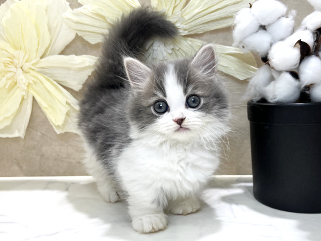 兵庫県のミヌエット (ペッツファースト神戸三宮センター街店/2025年12月12日生まれ/男の子/ブルーホワイト)の子猫