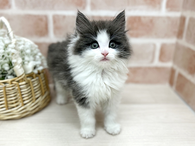 2025年12月12日生まれのノルウェージャンフォレストキャット