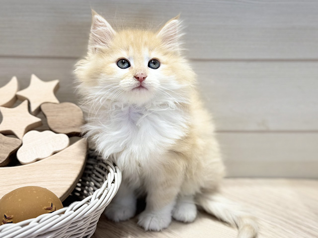 群馬県のラガマフィン (ペッツファースト高崎店/2025年12月12日生まれ/男の子/クリームタビー)の子猫