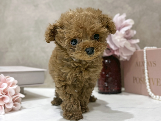 東京都のトイプードル(ティーカップ) (ペッツファースト新宿店/2025年12月12日生まれ/女の子/レッド)の子犬