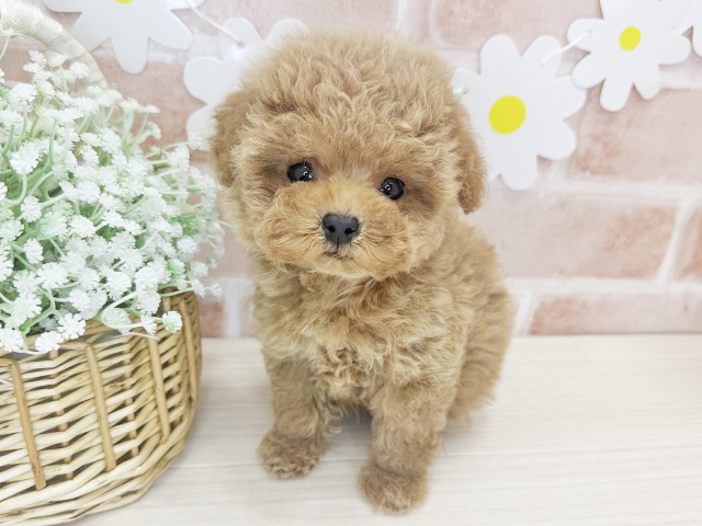 鹿児島県のトイプードル(ティーカップ) (ペッツファースト鹿児島店/2025年12月12日生まれ/男の子/アプリコット)の子犬の1枚目の画像