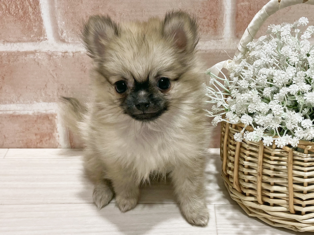 東京都のポメチワ/チワポメ/ポメチー(ポメラニアン×チワワ) (ペッツファースト町田店/2025年12月12日生まれ/女の子/オレンジ)の子犬の1枚目の画像