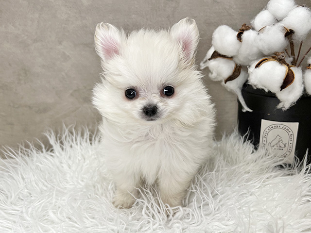 東京都のポメチワ/チワポメ/ポメチー(ポメラニアン×チワワ) (ペッツファースト青山店/2025年12月12日生まれ/男の子/クリーム)の子犬の1枚目の画像