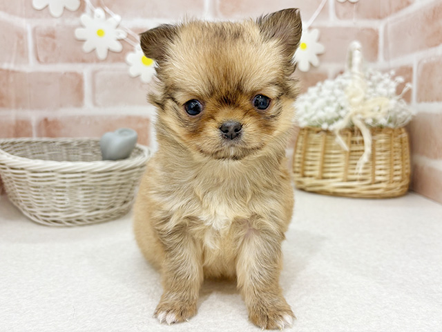 東京都のチワワ(ロング) (ペッツファーストお台場店/2025年12月12日生まれ/男の子/レッド)の子犬の1枚目の画像