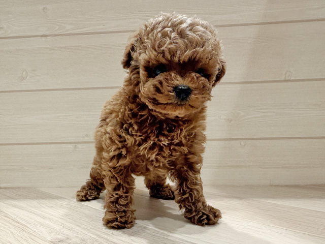 東京都のトイプードル(ティーカップ) (ペッツファースト豊洲店/2025年12月12日生まれ/男の子/レッド)の子犬の1枚目の画像