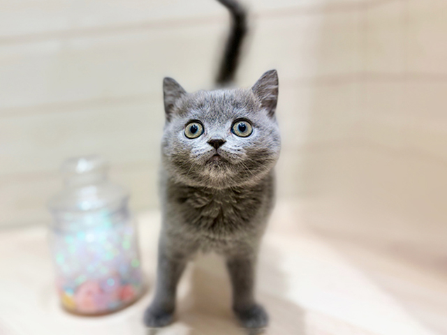 大阪府のブリティッシュショートヘアー (ペッツファーストららぽーと門真店/2025年12月11日生まれ/女の子/ブルー)の子猫の1枚目の画像