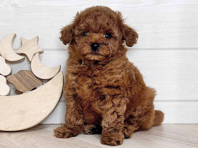 東京都のトイプードル(ティーカップ) (ペッツファースト吉祥寺本店/2025年12月12日生まれ/男の子/レッドフォーン)の子犬