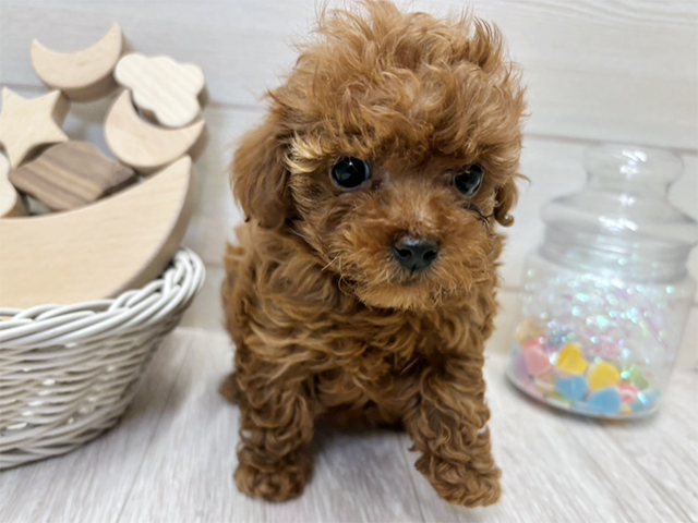 愛知県のトイプードル(ティーカップ) (ペッツファースト大高店/2025年12月12日生まれ/女の子/レッドフォーン)の子犬