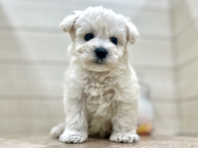 ミニチュアシュナウザーミックス