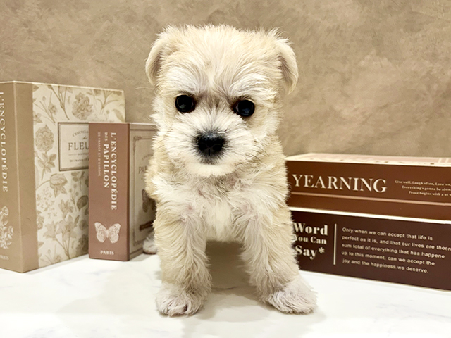 奈良県のハーフ犬・ミックス犬 (ペッツファースト橿原店/2025年12月12日生まれ/女の子/クリームセーブル)の子犬の1枚目の画像