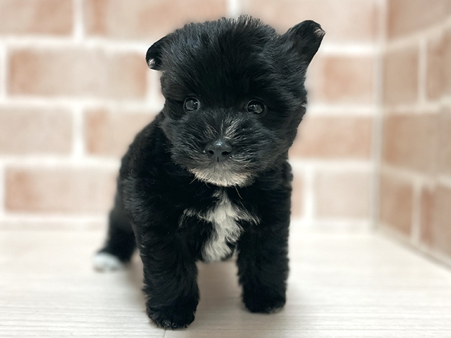 ミニチュアシュナウザーミックス