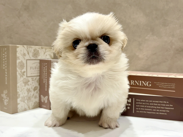 奈良県のペキニーズ (ペッツファースト橿原店/2025年12月12日生まれ/男の子/クリームホワイト)の子犬の1枚目の画像