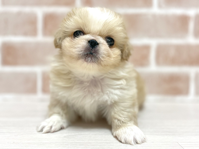 大阪府のペキニーズ (ペッツファースト高槻店/2025年12月12日生まれ/男の子/クリームホワイト)の子犬の1枚目の画像