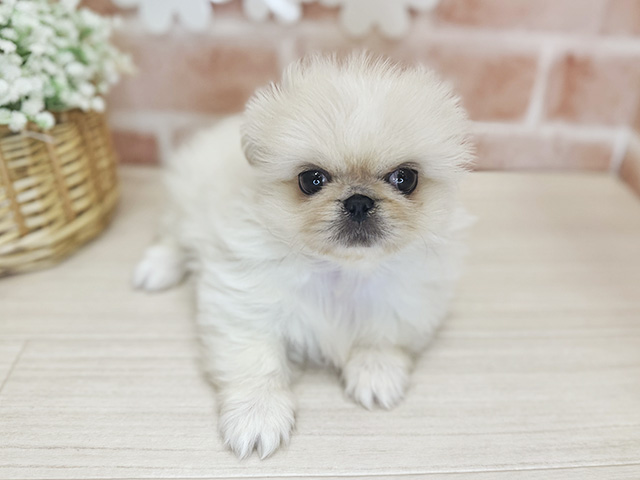 鹿児島県のペキニーズ (ペッツファースト鹿児島店/2025年12月12日生まれ/女の子/クリームホワイト)の子犬の1枚目の画像