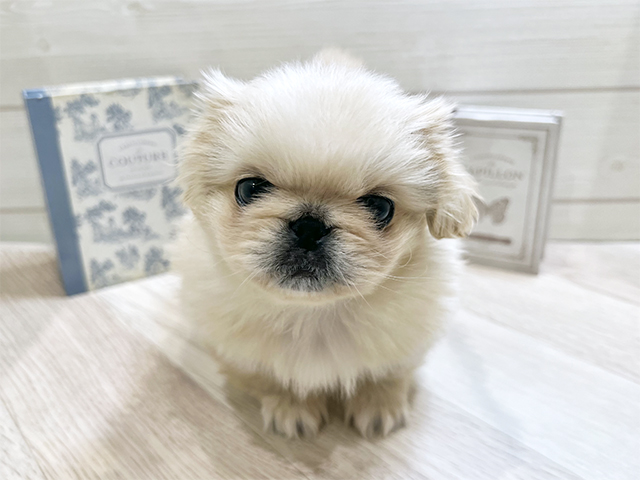 愛知県のペキニーズ (ペッツファースト岡崎店/2025年12月12日生まれ/女の子/クリームホワイト)の子犬の1枚目の画像
