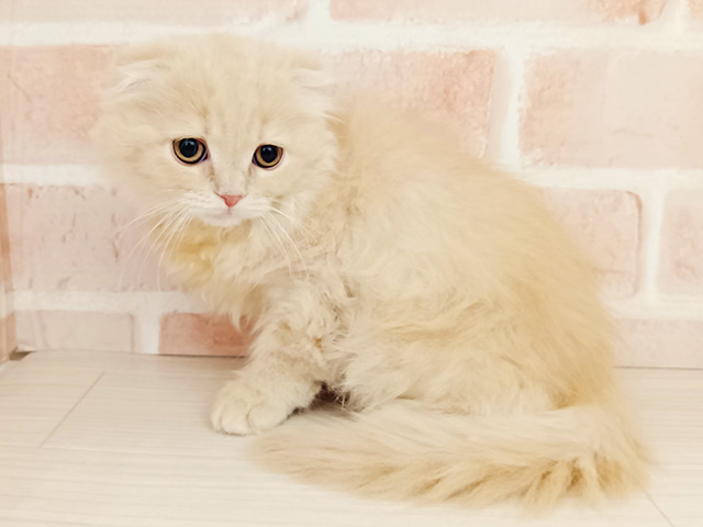 埼玉県のスコティッシュフォールド (ペッツファースト春日部店/2025年12月11日生まれ/男の子/クリームタビー)の子猫