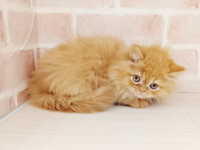 埼玉県のエキゾチック (ペッツファースト春日部店/2025年11月15日生まれ/男の子/レッドタビー)の子猫