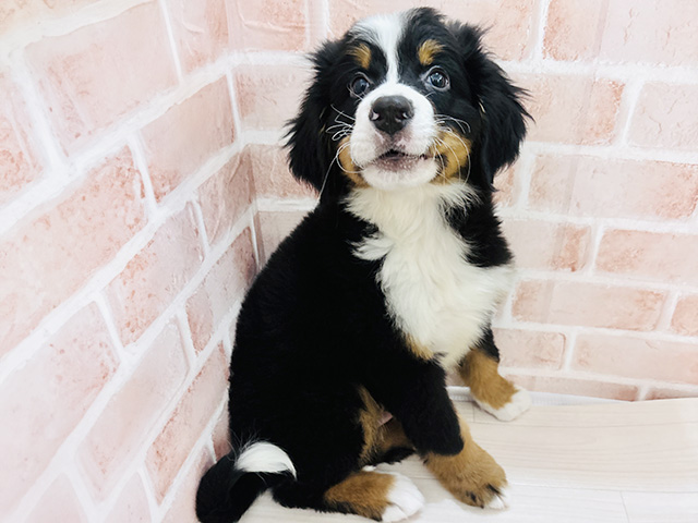 埼玉県のバーニーズマウンテンドッグ (ペッツファースト春日部店/2025年12月13日生まれ/男の子/ブラックラストホワイト)の子犬