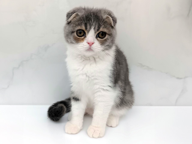 東京都のスコティッシュフォールド (ペッツファーストビバホーム豊洲店/2025年11月25日生まれ/男の子/ブルータビーホワイト)の子猫の1枚目の画像