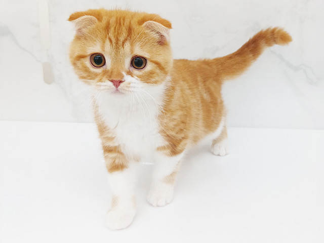 東京都のスコティッシュフォールド (ペッツファーストビバホーム豊洲店/2025年12月8日生まれ/女の子/レッドタビーホワイト)の子猫の1枚目の画像