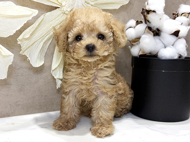 兵庫県のトイプードル(ティーカップ) (ペッツファースト神戸三宮センター街店/2025年12月13日生まれ/男の子/アプリコット)の子犬の1枚目の画像