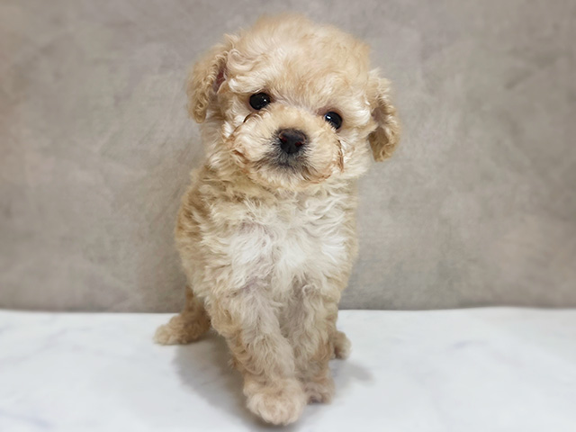 千葉県のトイプードル(ティーカップ) (ペッツファーストららぽーとTOKYO-BAY店/2025年12月13日生まれ/男の子/クリーム)の子犬の1枚目の画像
