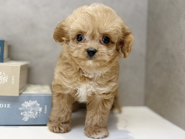 埼玉県のチワプー/プーチー(チワワ×プードル) (ペッツファースト川口店/2025年12月13日生まれ/女の子/アプリコット)の子犬の1枚目の画像