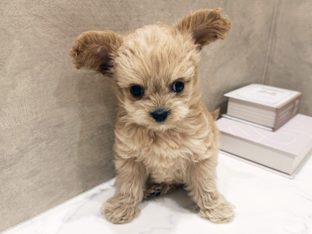 大阪府のチワプー/プーチー(チワワ×プードル) (ペッツファースト難波店/2025年12月13日生まれ/女の子/アプリコット)の子犬の1枚目の画像