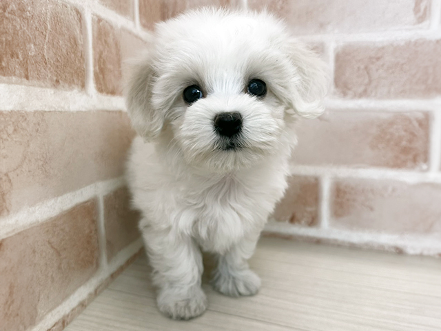 埼玉県のマルプー(マルチーズ×プードル) (ペッツファーストさいたま新都心店/2025年12月14日生まれ/女の子/ホワイト)の子犬の1枚目の画像