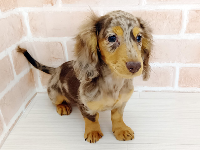 埼玉県のミニチュアダックスフンド(ロング) (ペッツファーストさいたま新都心店/2025年12月9日生まれ/男の子/チョコレートダップル)の子犬の1枚目の画像