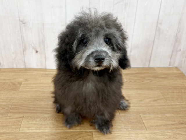 埼玉県のトイプードル(トイ) (ペッツファースト埼玉大井店/2025年12月10日生まれ/男の子/シルバー)の子犬の1枚目の画像