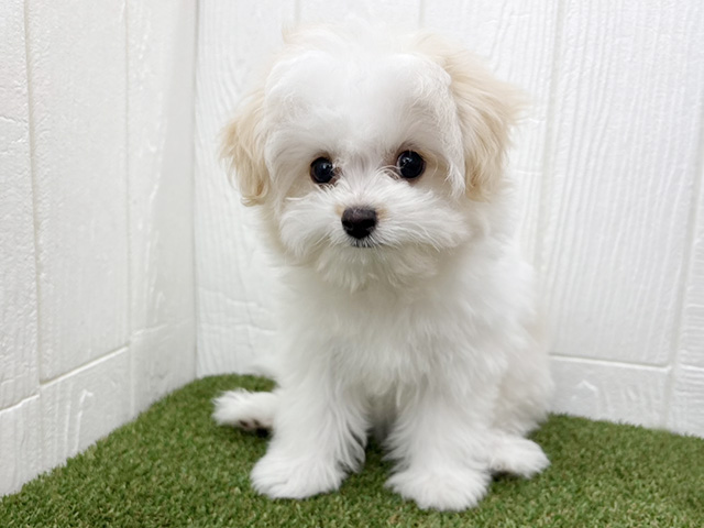 埼玉県のハーフ犬・ミックス犬 (ペッツファースト三郷店/2025年12月14日生まれ/女の子/ホワイトクリーム)の子犬の1枚目の画像