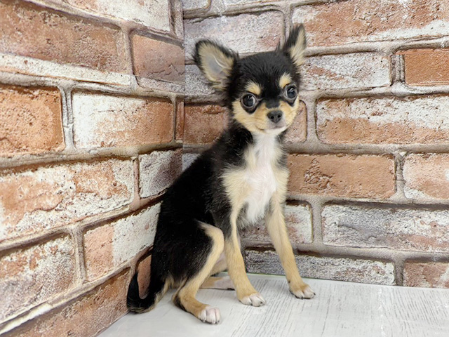 大阪府のチワワ(ロング) (ペッツファースト茨木目垣店/2025年11月30日生まれ/女の子/ブラックタン)の子犬