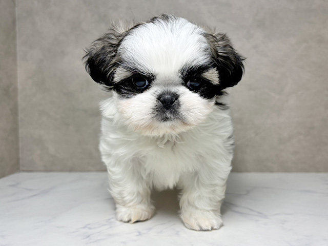 大阪府のペキシーズー/ペキズー(ペキニーズ×シーズー) (ペッツファースト東大阪店/2025年12月15日生まれ/女の子/ゴールドホワイト)の子犬