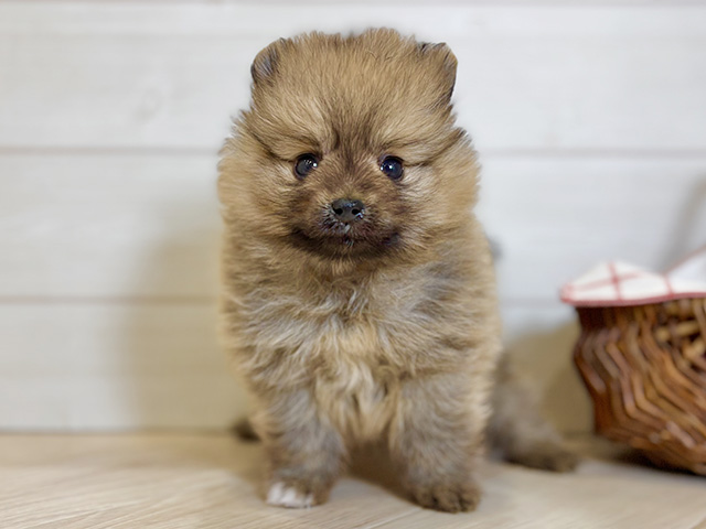 東京都のポメラニアン (ペッツファースト昭島店/2025年12月15日生まれ/男の子/オレンジ)の子犬の1枚目の画像