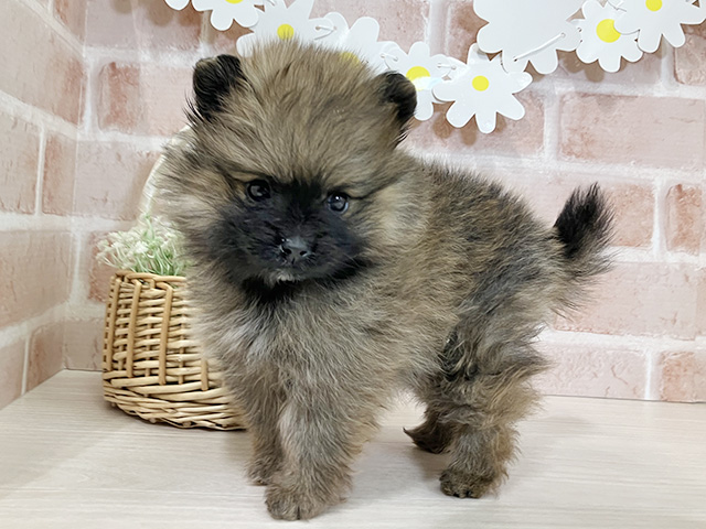 埼玉県のポメラニアン (ペッツファースト入間店/2025年12月15日生まれ/女の子/オレンジ)の子犬の1枚目の画像