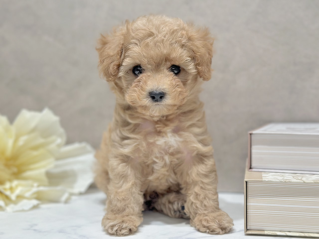 東京都のマルプー(マルチーズ×プードル) (ペッツファースト代官山店/2025年12月15日生まれ/男の子/アプリコット)の子犬