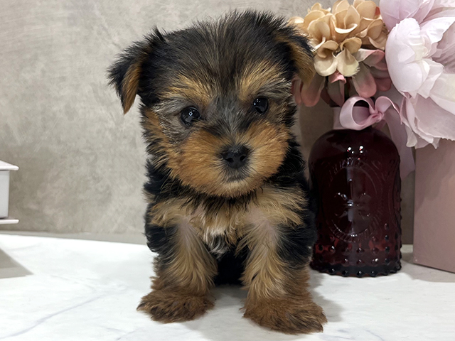 東京都のヨークシャーテリア (ペッツファースト新宿店/2025年12月15日生まれ/女の子/スチールブルータン)の子犬の1枚目の画像