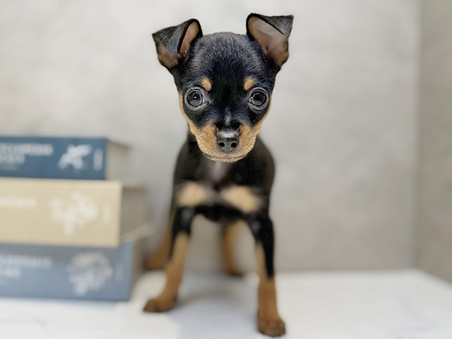 埼玉県のチワピン(チワワ×ミニチュアピンシャー) (ペッツファースト川口店/2025年12月14日生まれ/男の子/ブラックタン)の子犬の1枚目の画像