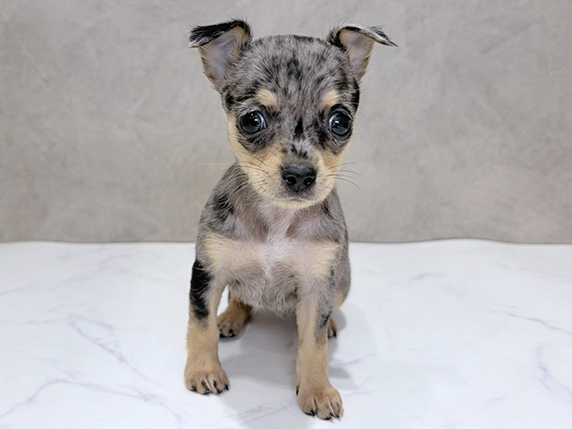 千葉県のチワピン(チワワ×ミニチュアピンシャー) (ペッツファーストららぽーとTOKYO-BAY店/2025年12月15日生まれ/女の子/ブルーマール)の子犬の1枚目の画像