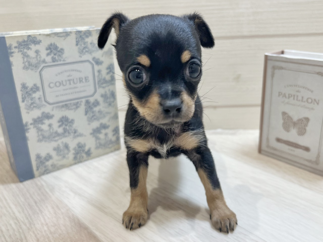 ミニチュアピンシャーミックス