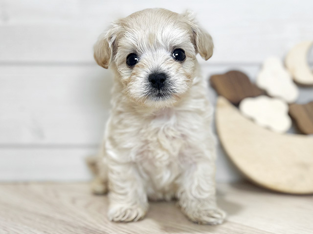 東京都のマルプー(マルチーズ×プードル) (ペッツファースト吉祥寺本店/2025年12月14日生まれ/男の子/アプリコット)の子犬