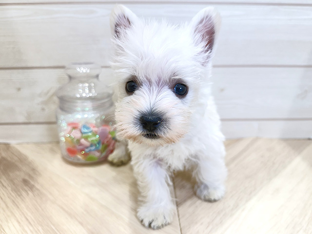 広島県のウエストハイランドホワイトテリア (ペッツファースト広島府中店/2025年12月15日生まれ/女の子/ホワイト)の子犬