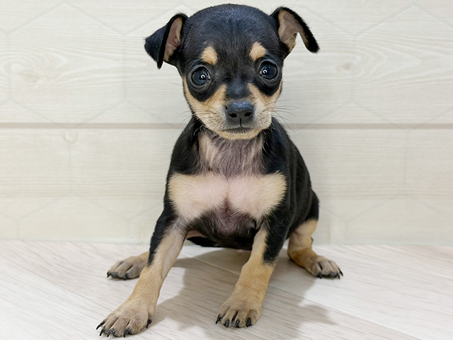 埼玉県のチワピン(チワワ×ミニチュアピンシャー) (ペッツファーストレイクタウン店/2025年12月15日生まれ/女の子/ブラックタン)の子犬の1枚目の画像