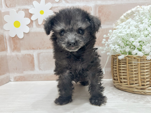 福岡県のトイプードル(ティーカップ) (ペッツファースト筑紫野店/2025年12月5日生まれ/女の子/シルバー)の子犬の1枚目の画像