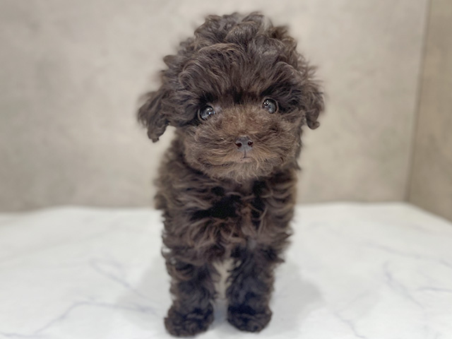 千葉県のトイプードル(タイニー) (ペッツファーストららぽーとTOKYO-BAY店/2025年12月15日生まれ/女の子/ブラウン)の子犬の1枚目の画像