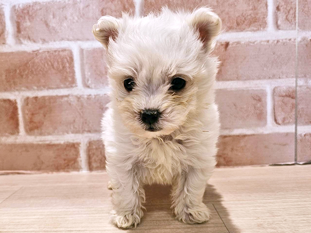 神奈川県のハーフ犬・ミックス犬 (ペッツファースト秦野店/2025年12月15日生まれ/男の子/ホワイト)の子犬の1枚目の画像