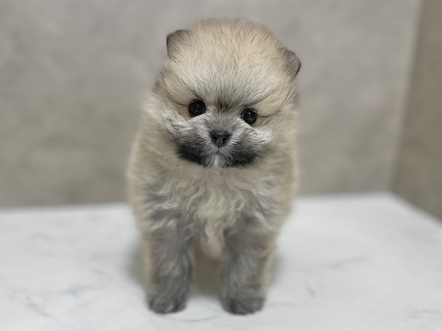 東京都のポメラニアン (ペッツファースト池袋店/2025年12月15日生まれ/女の子/オレンジセーブル)の子犬の1枚目の画像